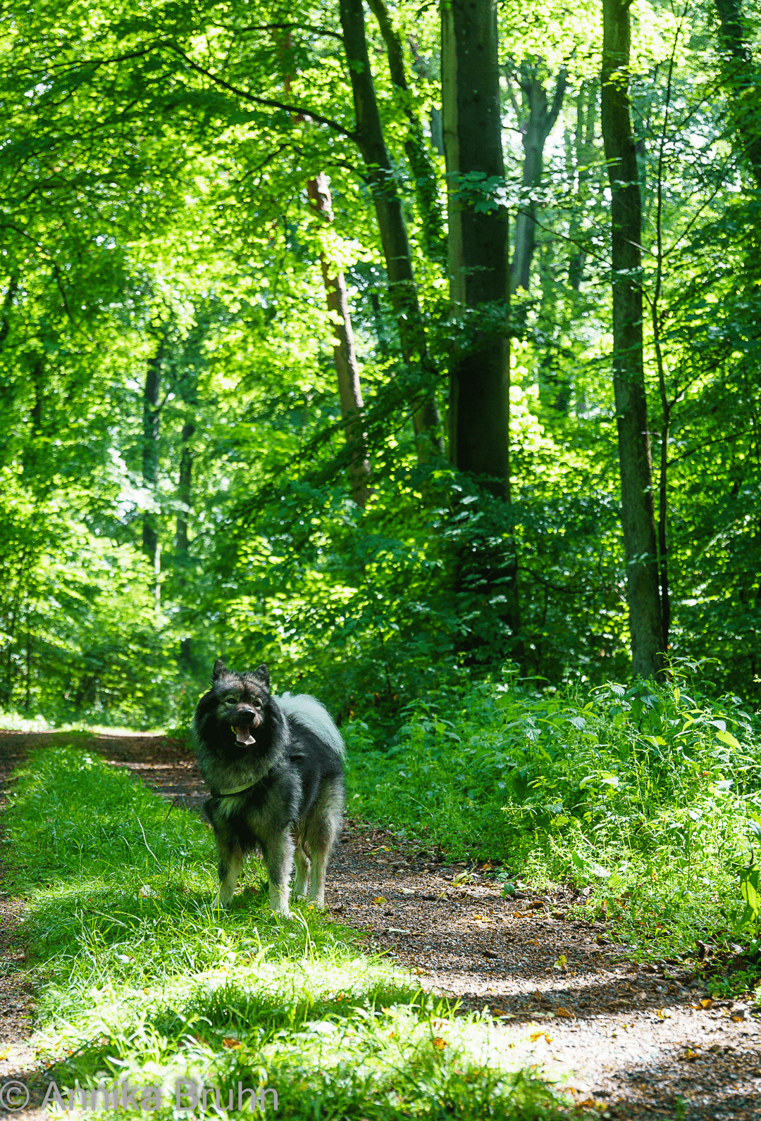 Hier im Wald ist es schön!